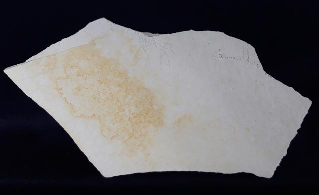 Phalangites priscus POLZ 1987 - Bild © FossNet FossilienStore